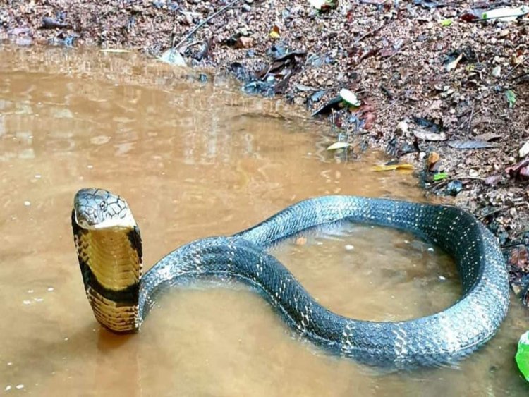 British citizen betten by snake: Rajasthan: British citizen suffers from dengue, malaria and corona;  After the snake bit and and … – rajasthan after overcoming dengue malaria and covid-19 the british citizen was bitten by a snake